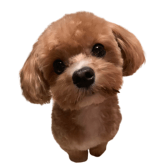 The quetist dog of the world