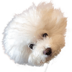 Bichon Frise dog cute puppy