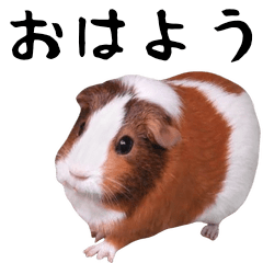 The guinea pig photograph which works