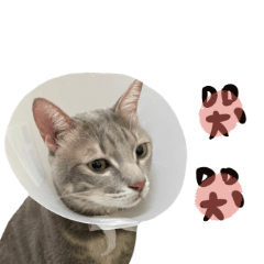 Pompon cat