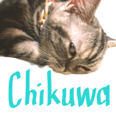 kittensChikuwaEnglish