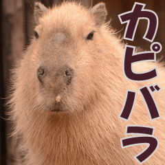 friends of the zoo(Capybara)