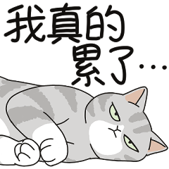 lazy life cat (cat spring)