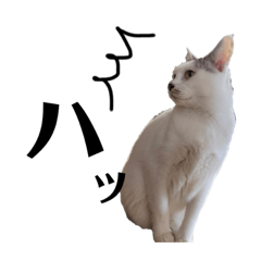ふじぽぽみつお8
