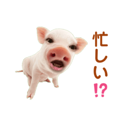 Pig_20230403174513