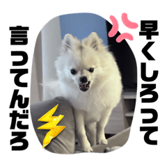 Pomeranian LUNA_20230404192256