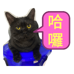 歐迪不自律的每一天