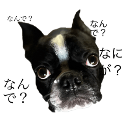 Boston terrier desu