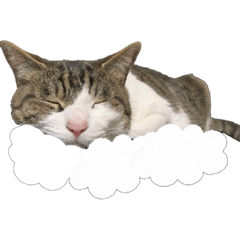 Nyarome part2 kawaiiiii