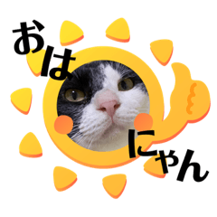 Happy cat_20230405215516