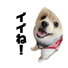 sakura_20230405214923