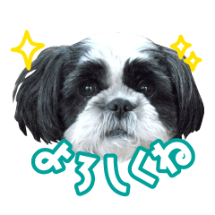 ShihTzu PEKO2