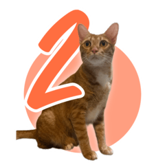 Almond Cranky Cat vol 2