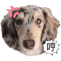 可愛臘腸一家人