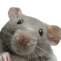 Rat Rat Rat