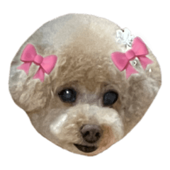 toy poodle PICO