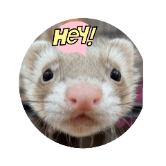 ferret this and that