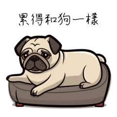 chill_pug