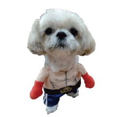 Boxing gym mascot dog Kuu-chan