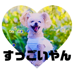 あじさい大阪編