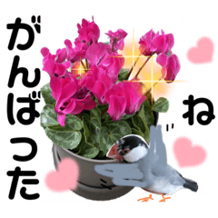 桜文鳥わすけとお花でほめちぎるの巻