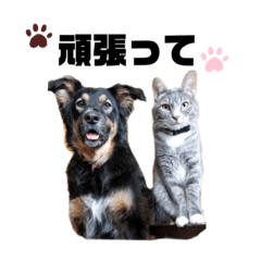 Koda N Jack