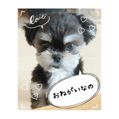 Shiho_20230407161456