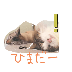 TOMOMI_20230408075611