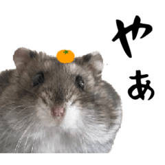 ふつうに使えるジャンガリアンこてつ
