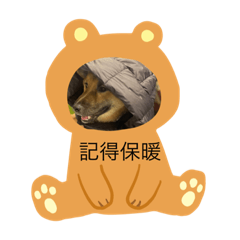 柴犬DuoDuo