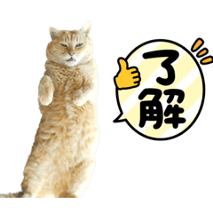 tama202304
