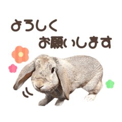 Lop the cute rabbit