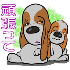 Basset hound 47(dog)