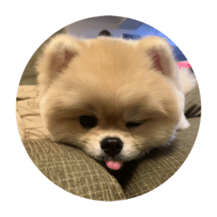 我家的狗狗叫圓仔