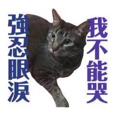 堅強小貓咪