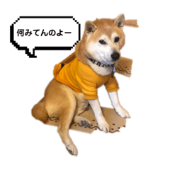 ☆それいけサストト兄弟⭐︎