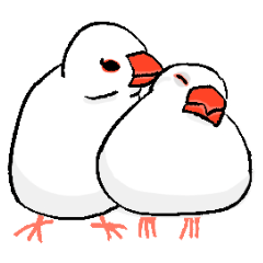 The couple of the white java sparrow