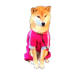 Shibainu Coro To Nekono Anko