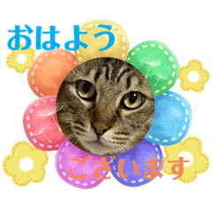 Happy cat_20230409030120