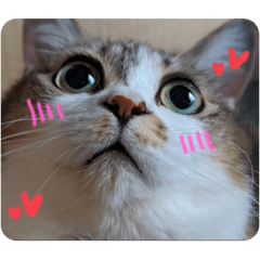 momoko_20230409094858