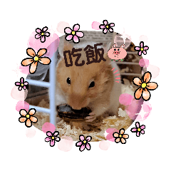 花花鼠._.