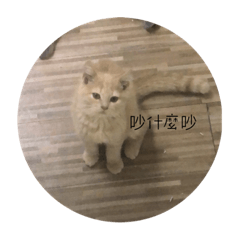 小灰灰皮蛋小橘ㄋㄟㄋㄟ阿金二哈四號