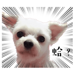 貓喵狗狗一家人