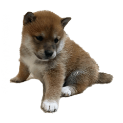 Shiba Inu with puppy