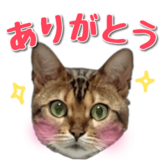 Bengal cat Bell Sticker