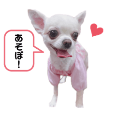 Chihuahua_anju