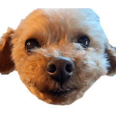 toy poodle  Reo & Rate ver.5