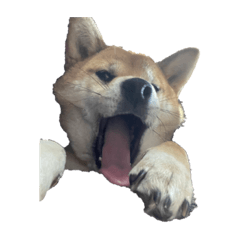 shigeelu_20230410180329