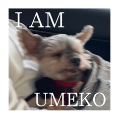 Sakura_20230411025112