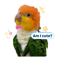 Cutie caique